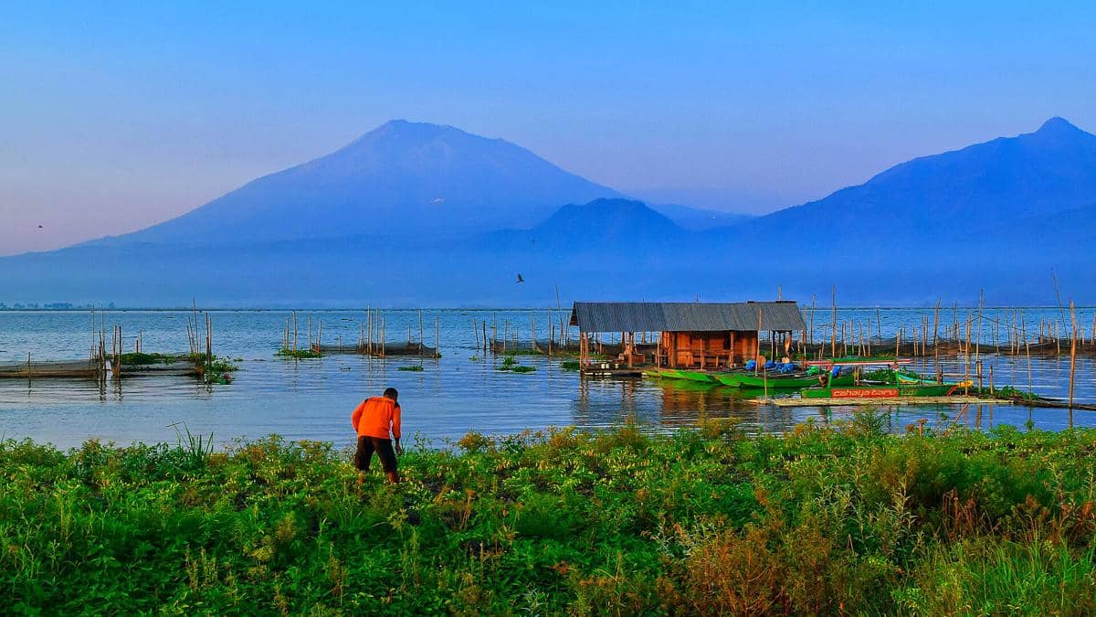potret seorang petani yang sedang menanam tanaman cabai di tepi Danau Rawa Pening