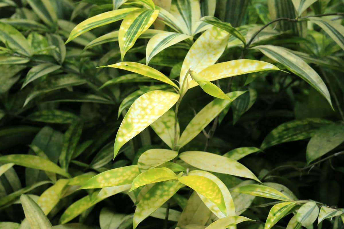 5 Jenis Tanaman Dracaena yang Jadi Primadona untuk Penghias Ruangan