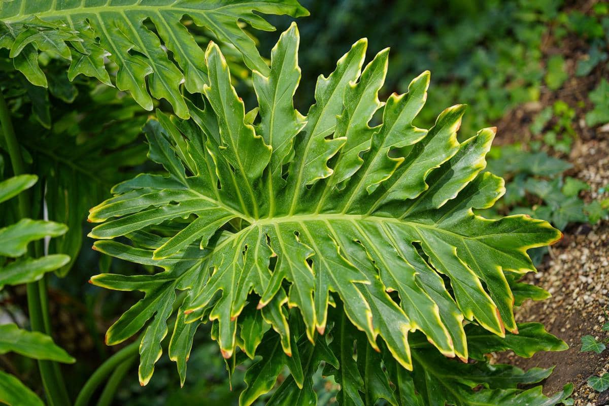 5 Tanaman Hias dengan Daun Berbentuk Seperti Jari, Terlihat Unik!