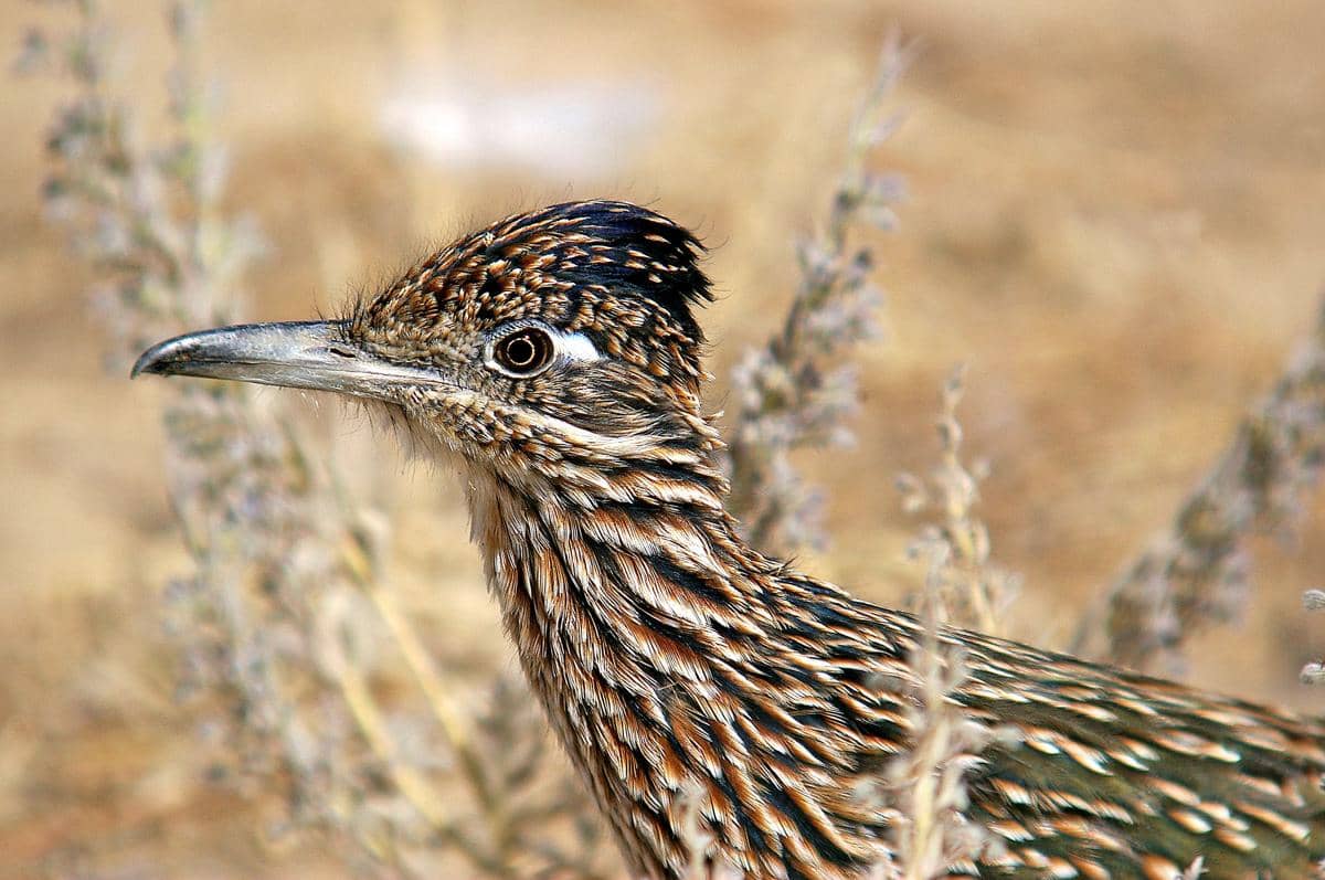 Burung roadrunner