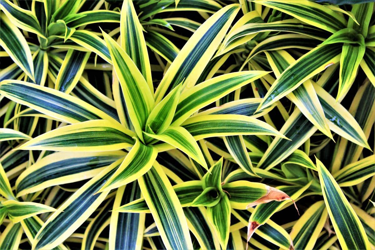 ilustrasi dracaena reflexa