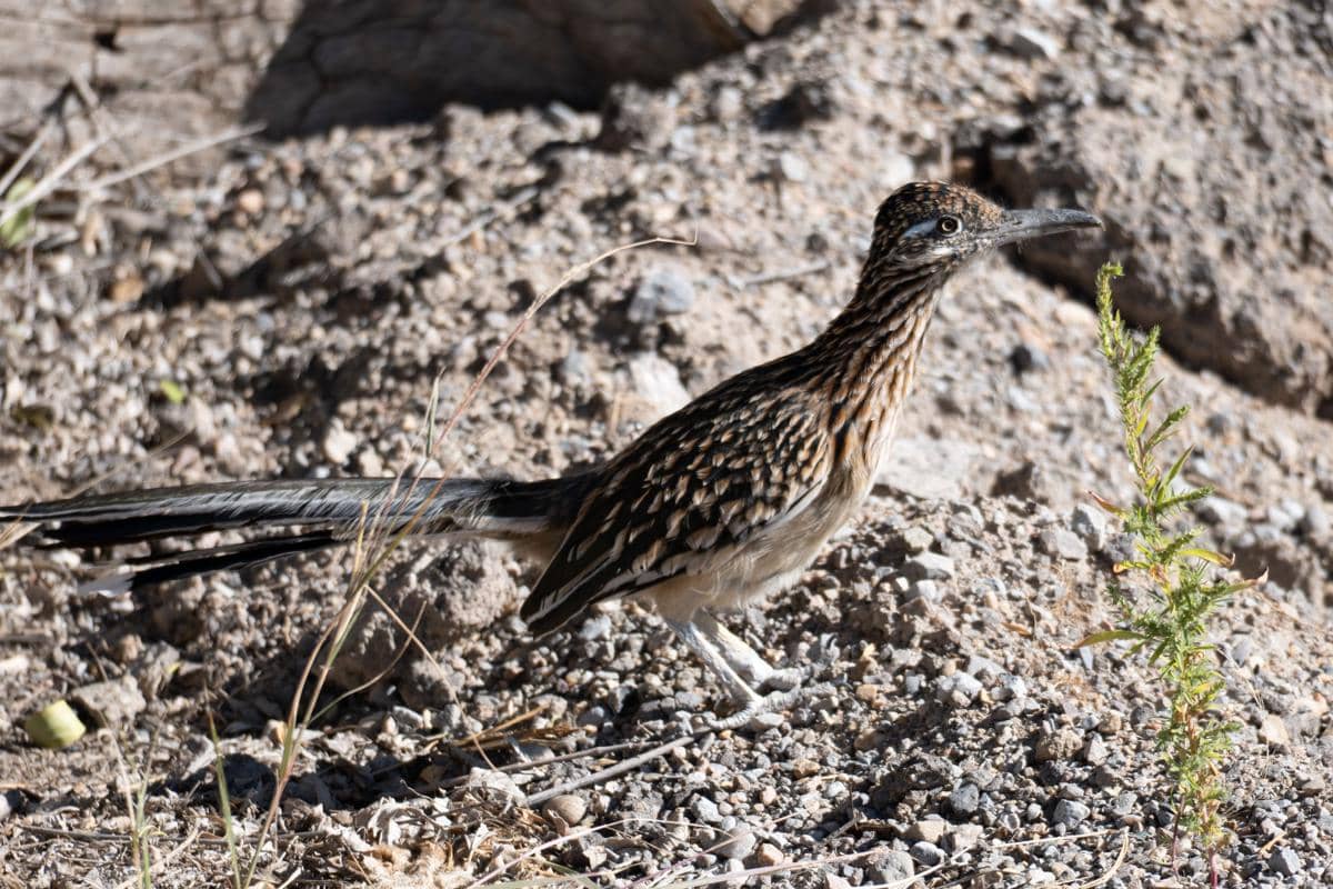 Burung roadrunner