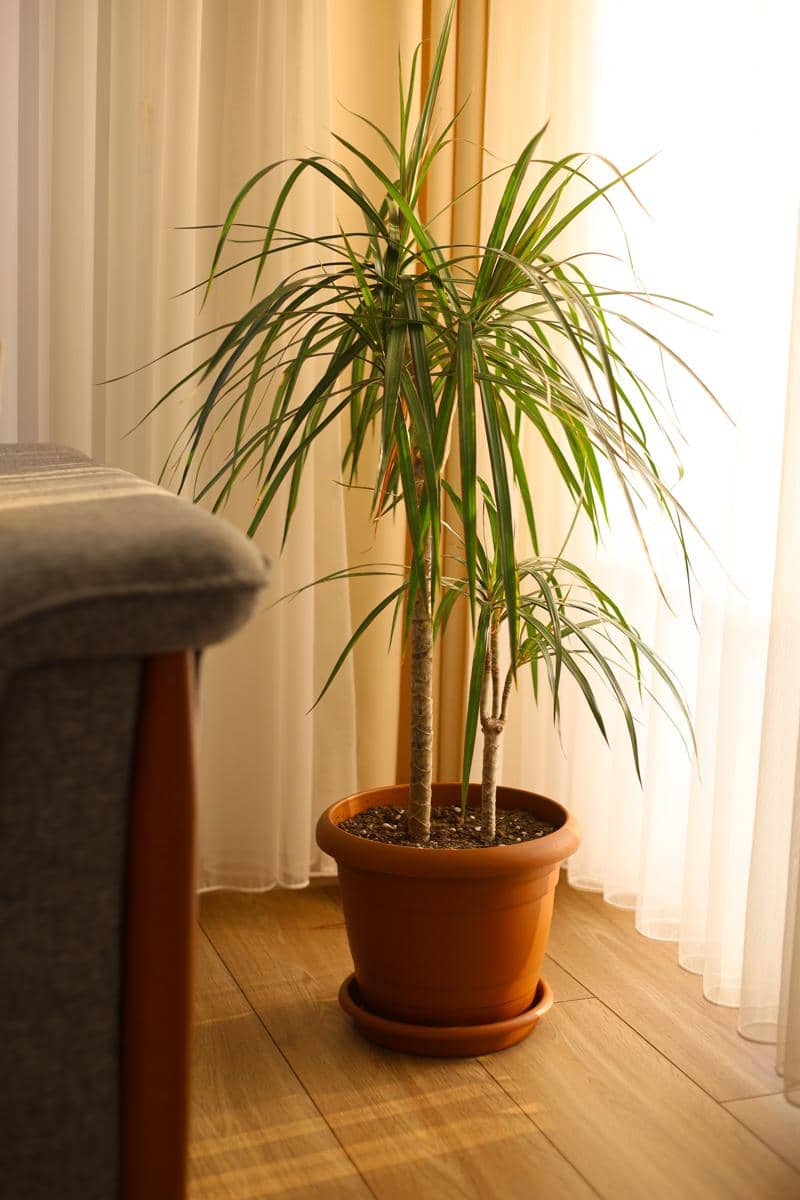 ilustrasi dracaena marginata