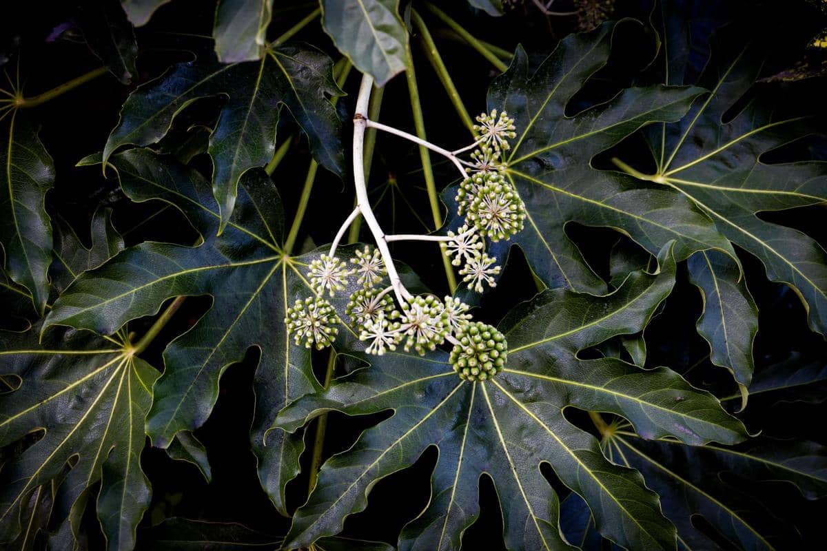 ilustrasi fatsia japonica