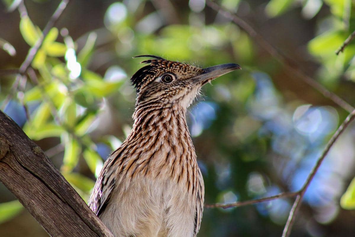 Burung roadrunner