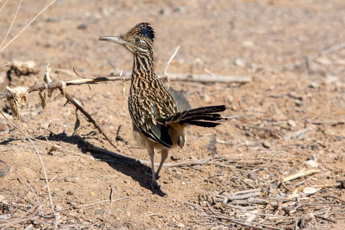 Burung roadrunner