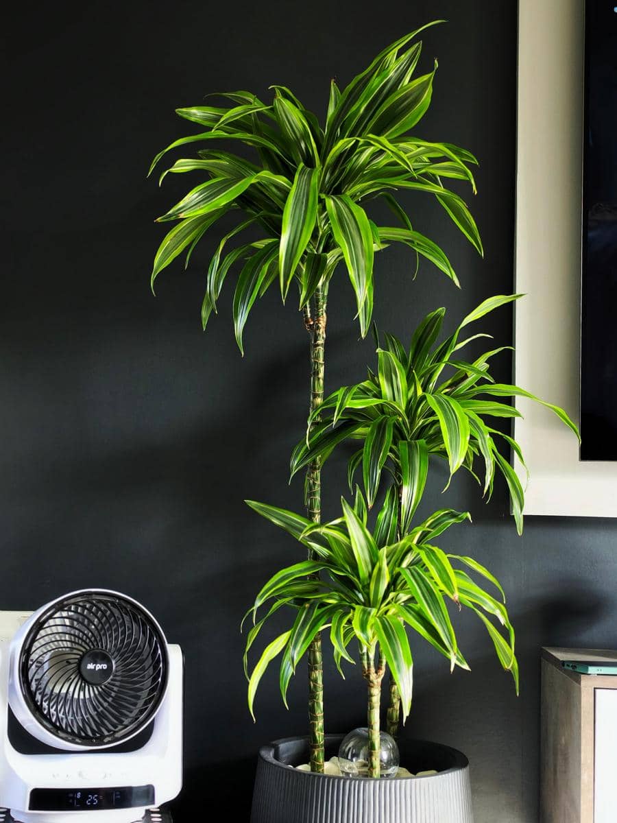 ilustrasi dracaena fragrans