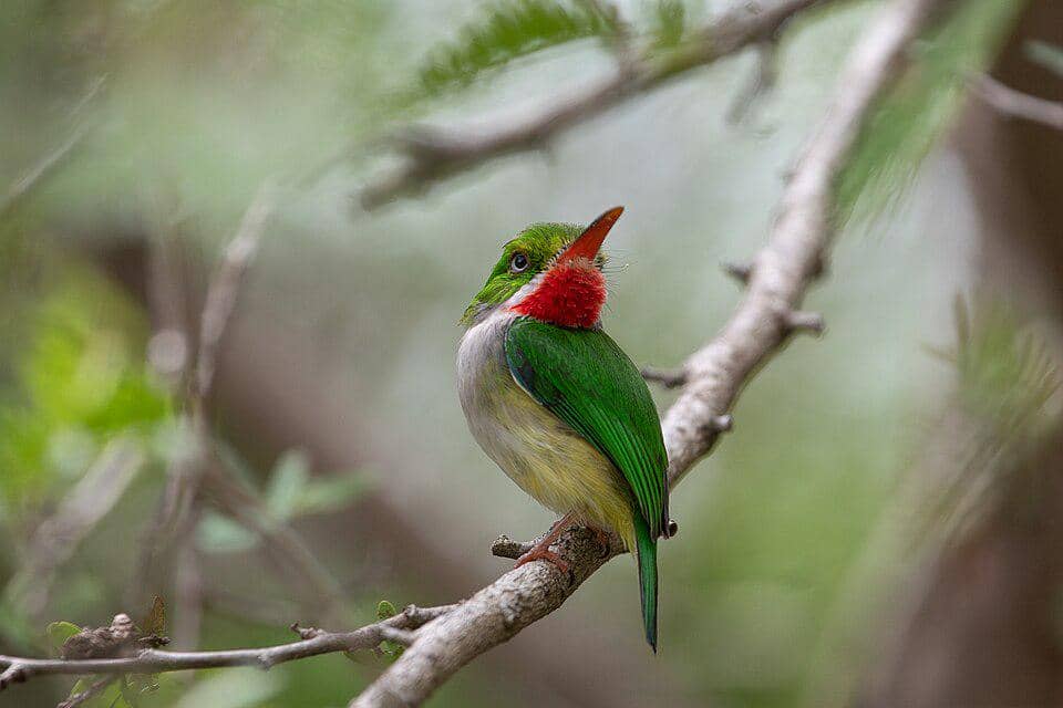 Burung Puerto Rican tody mendeteksi mangsa.