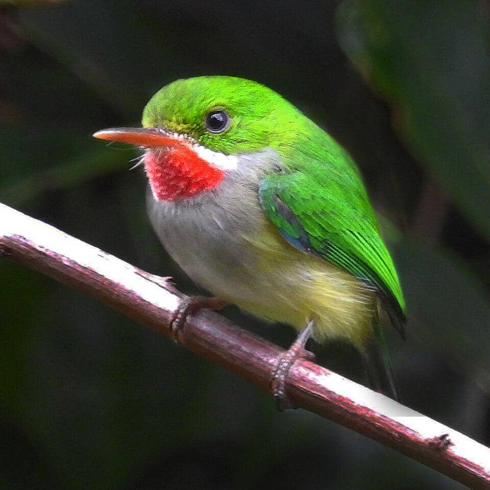 Burung Puerto Rican tody bertengger di pohon.