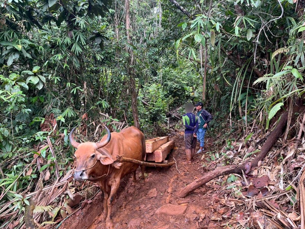 Perambahan kawasan hutan lindung di Kecamatan Wasuponda, Kabupaten Luwu Timur, Sulawesi Selatan. Dok. Gakkum Kehutanan Wilayah Sulawesi