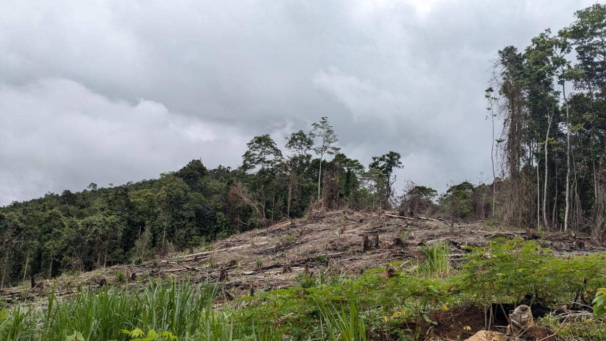 Gakkum Kehutanan Bongkar Modus Perambahan Hutan Lindung di Luwu Timur