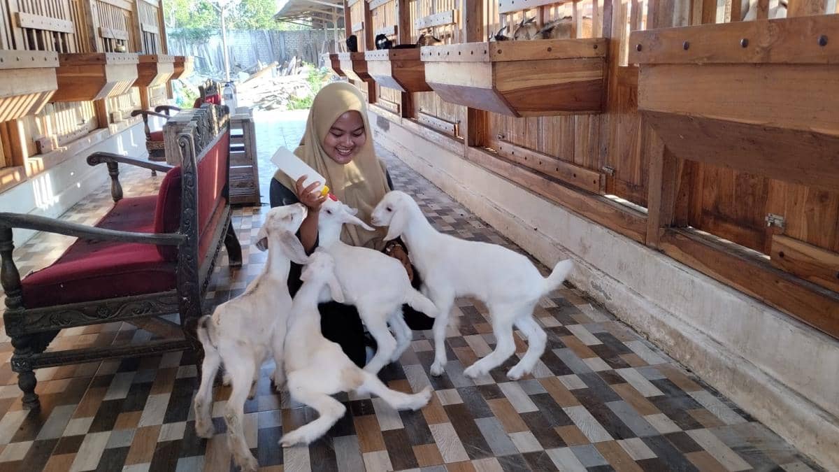 Seorang perempuan berhijab memberi susu botol kepada beberapa anak kambing di kandang modern dengan lantai berpola dan dinding kayu.
