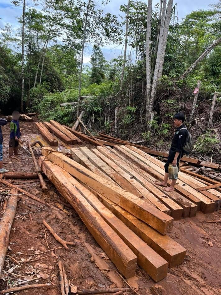 Perambahan kawasan hutan lindung di Kecamatan Wasuponda, Kabupaten Luwu Timur, Sulawesi Selatan. Dok. Gakkum Kehutanan Wilayah Sulawesi