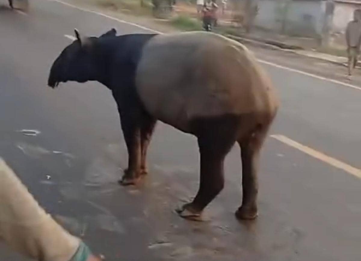 Warga Heboh Tapir Muncul di Jalan Register 45 Mesuji, Ini Kata BKSDA