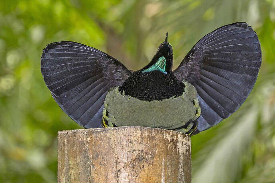 Burung riflebird Victoria