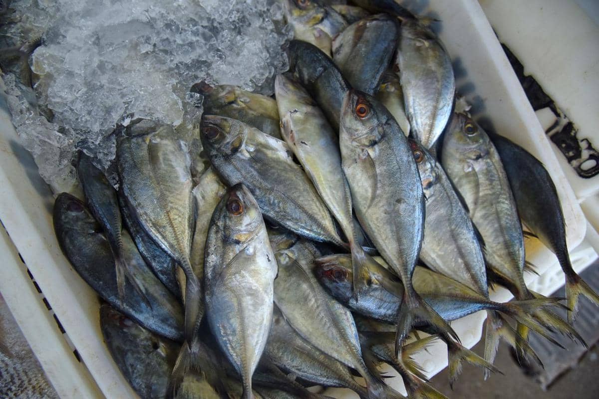 ilustrasi ikan kembung