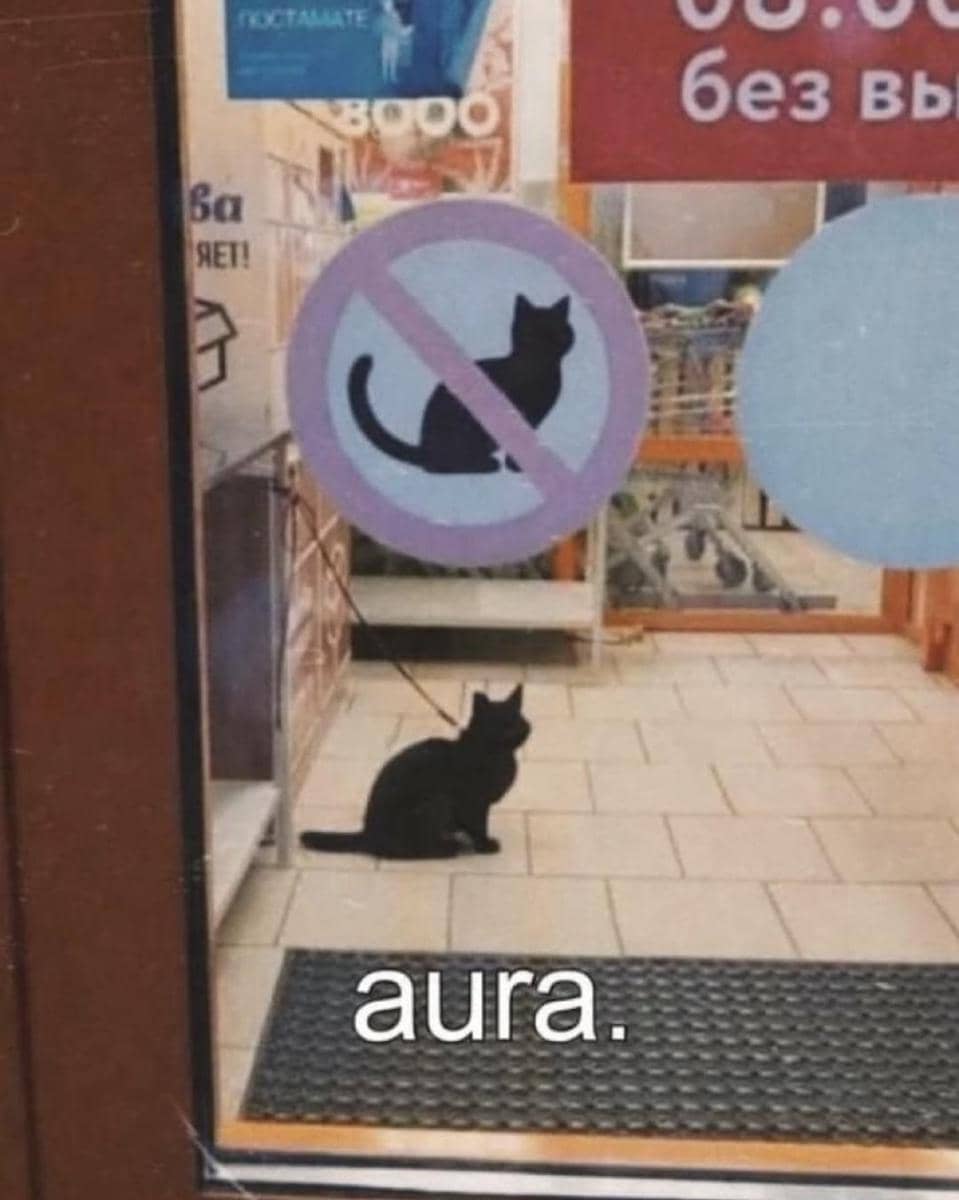 meme kucing tentang toko