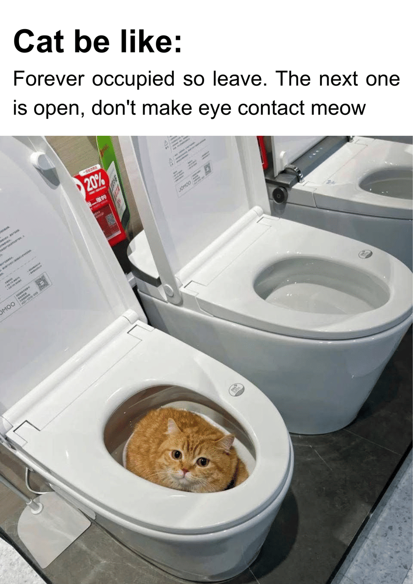 meme kucing tentang toko