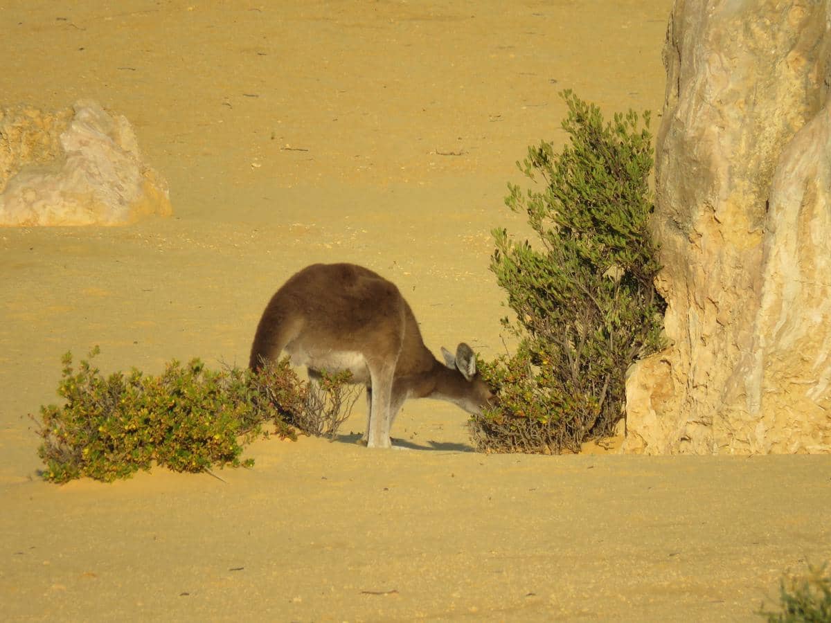Taman Nasional Nambung menjadi habitat berbagai satwa liar khas Australia Barat