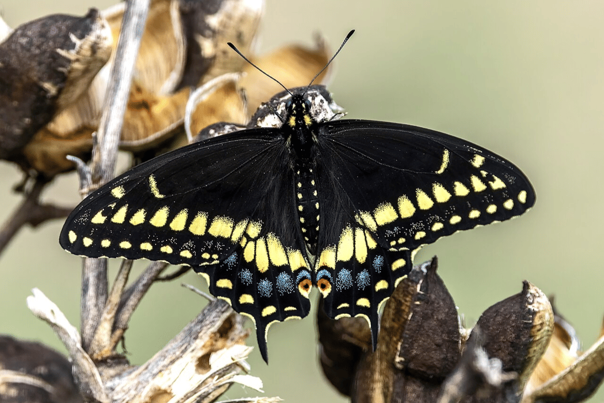 swallowtail hitam