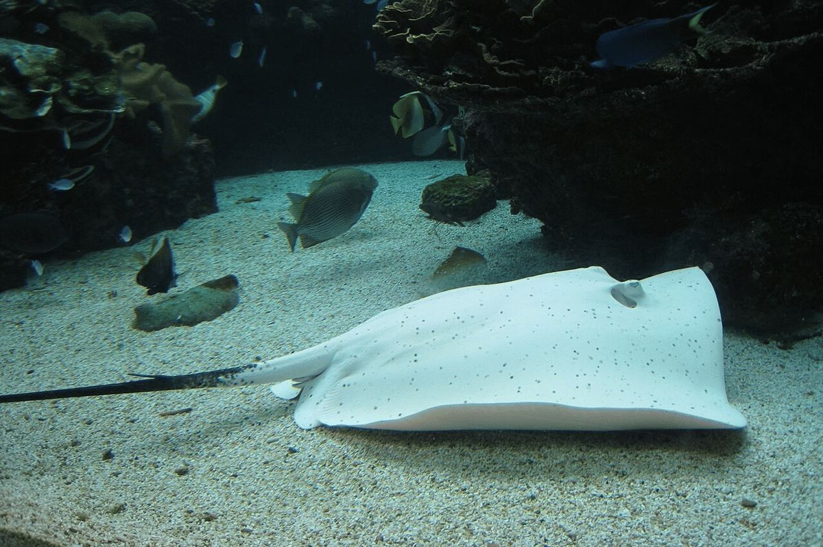 pink whipray