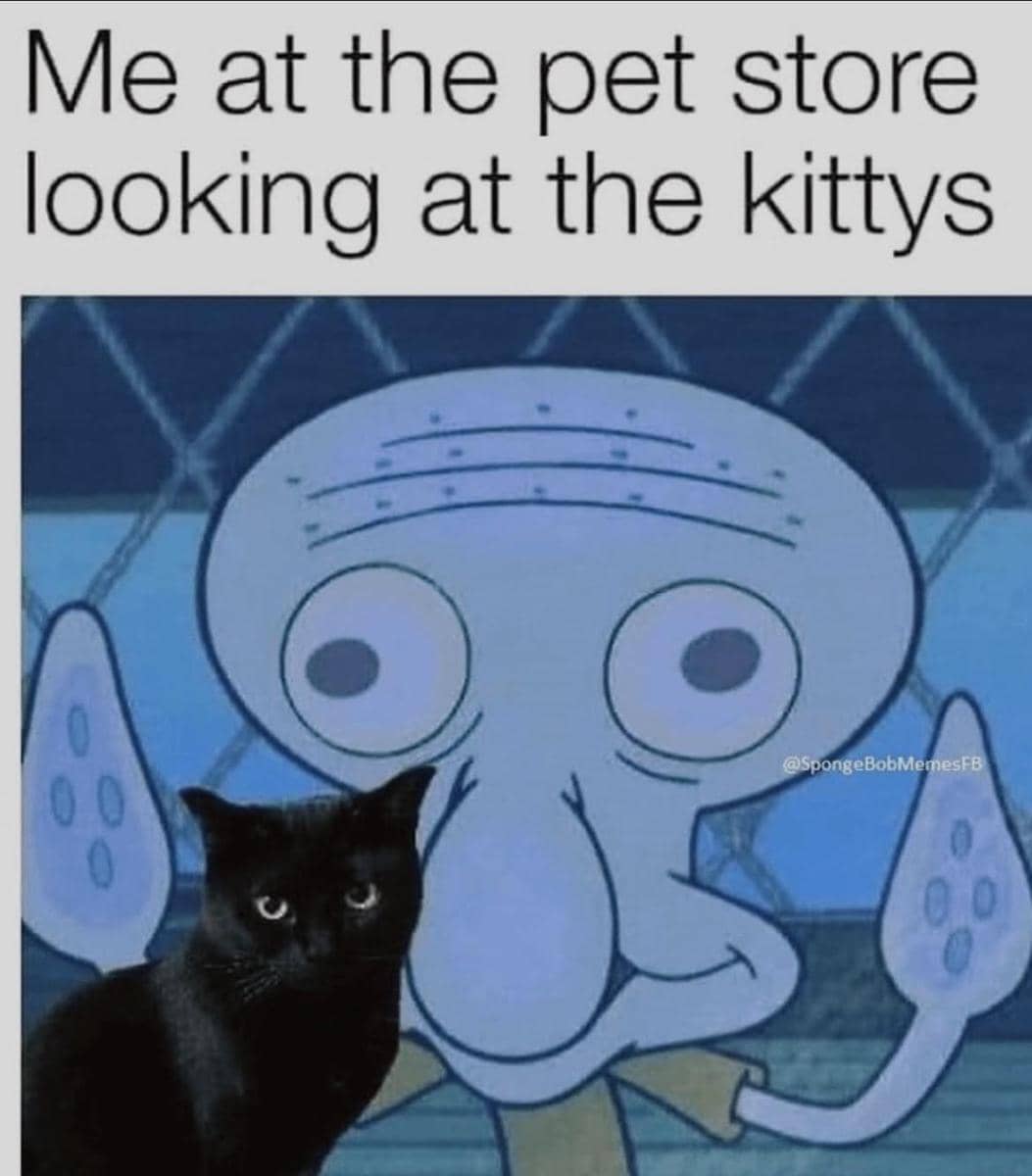 meme kucing tentang toko