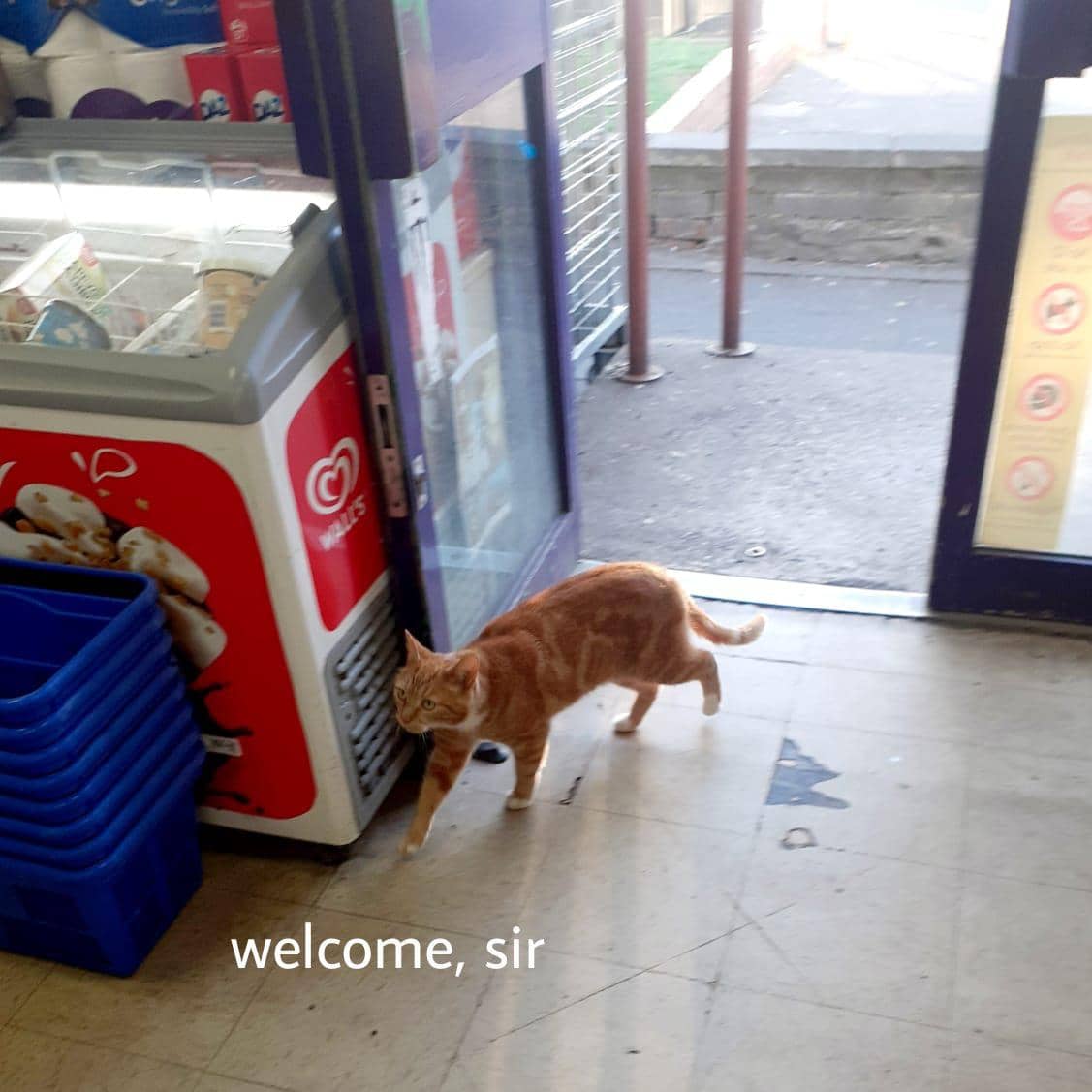 meme kucing tentang toko
