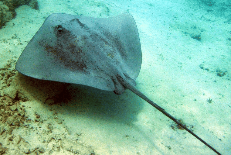 pink whipray