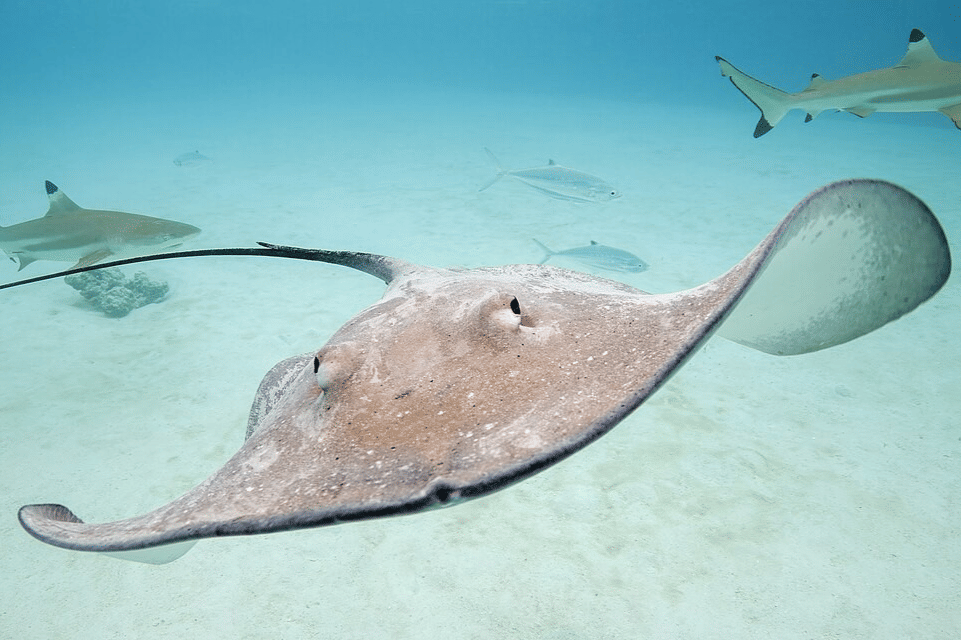 pink whipray