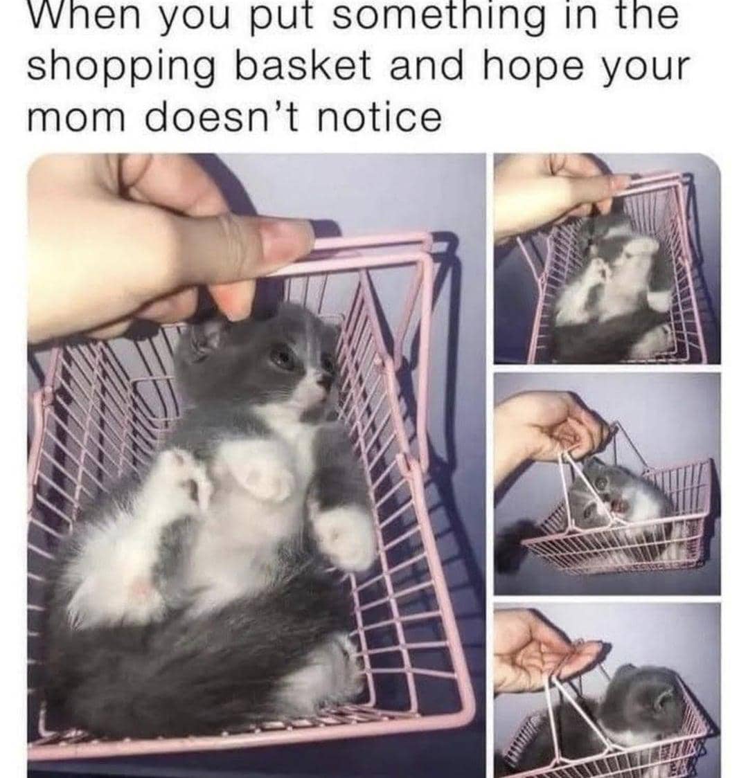 meme kucing tentang toko