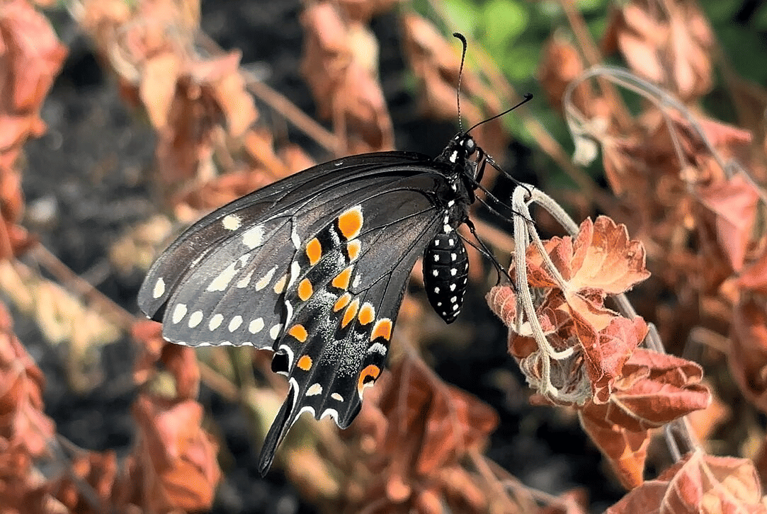 swallowtail hitam