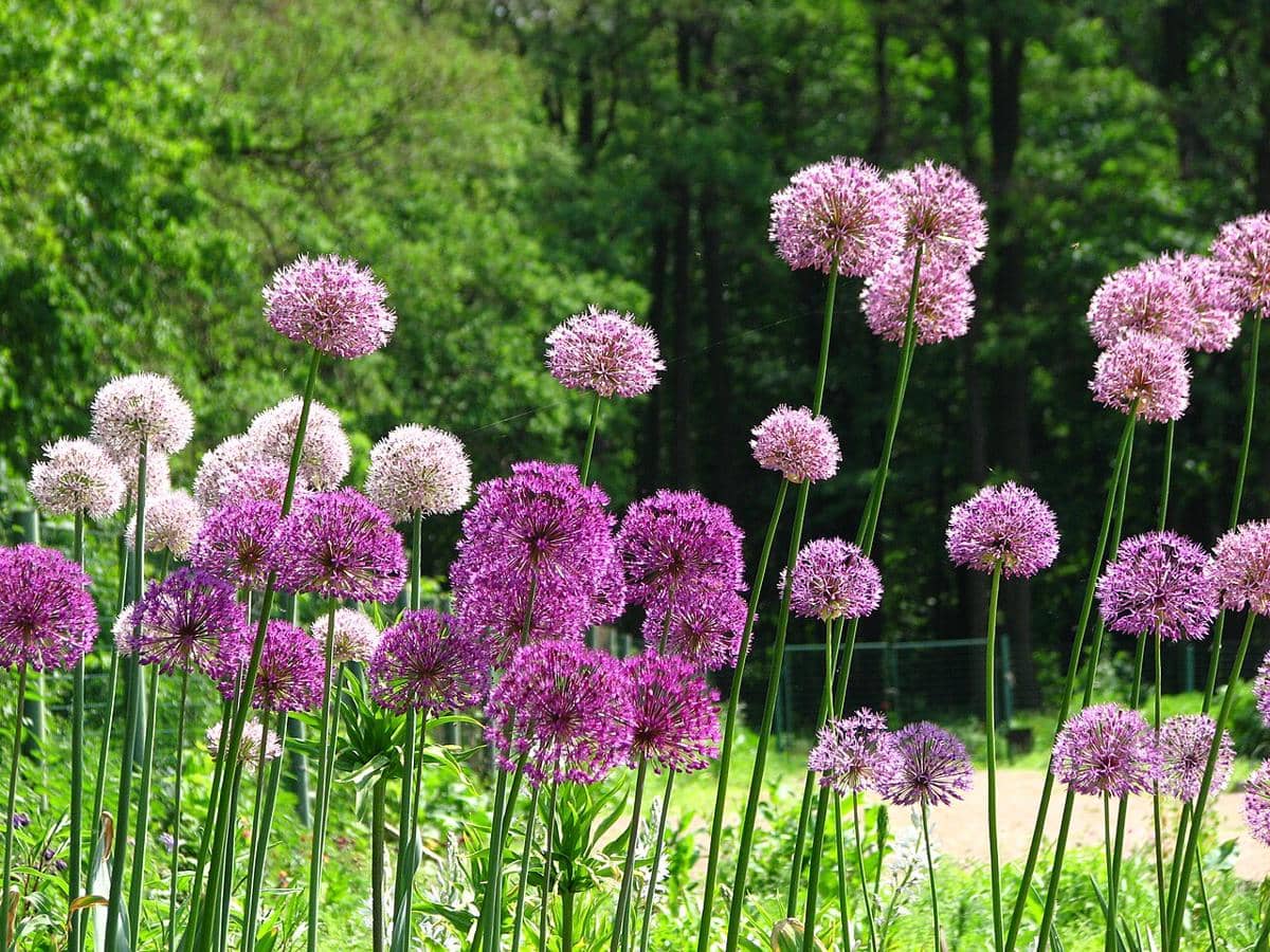 ilustrasi allium sp.