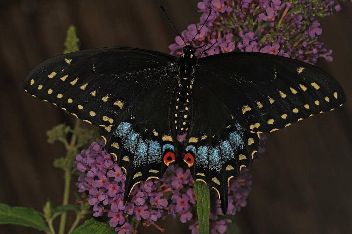 swallowtail hitam