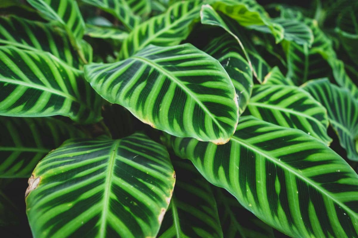ilustrasi calathea zebrina