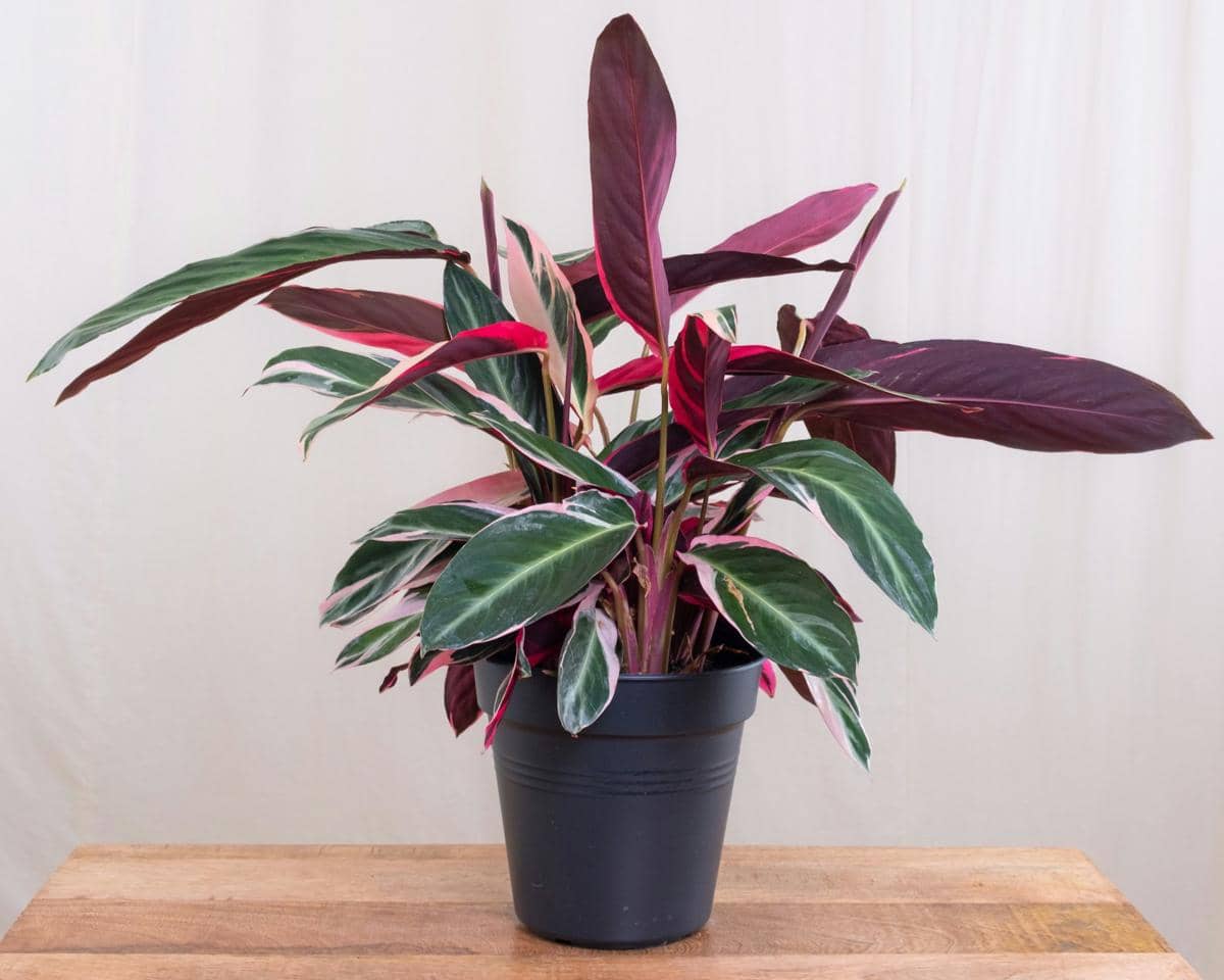 Calathea triostar