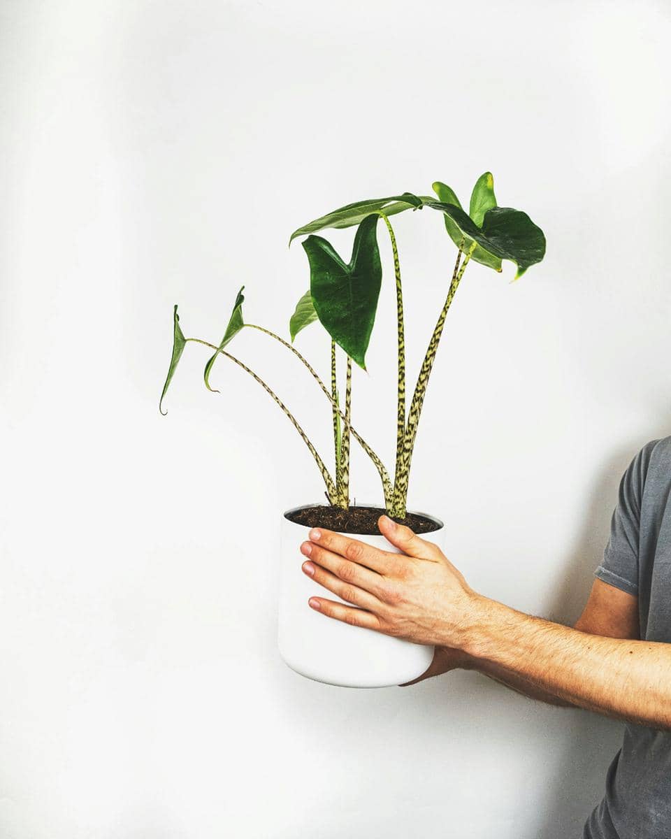 ilustrasi alocasia zebrina