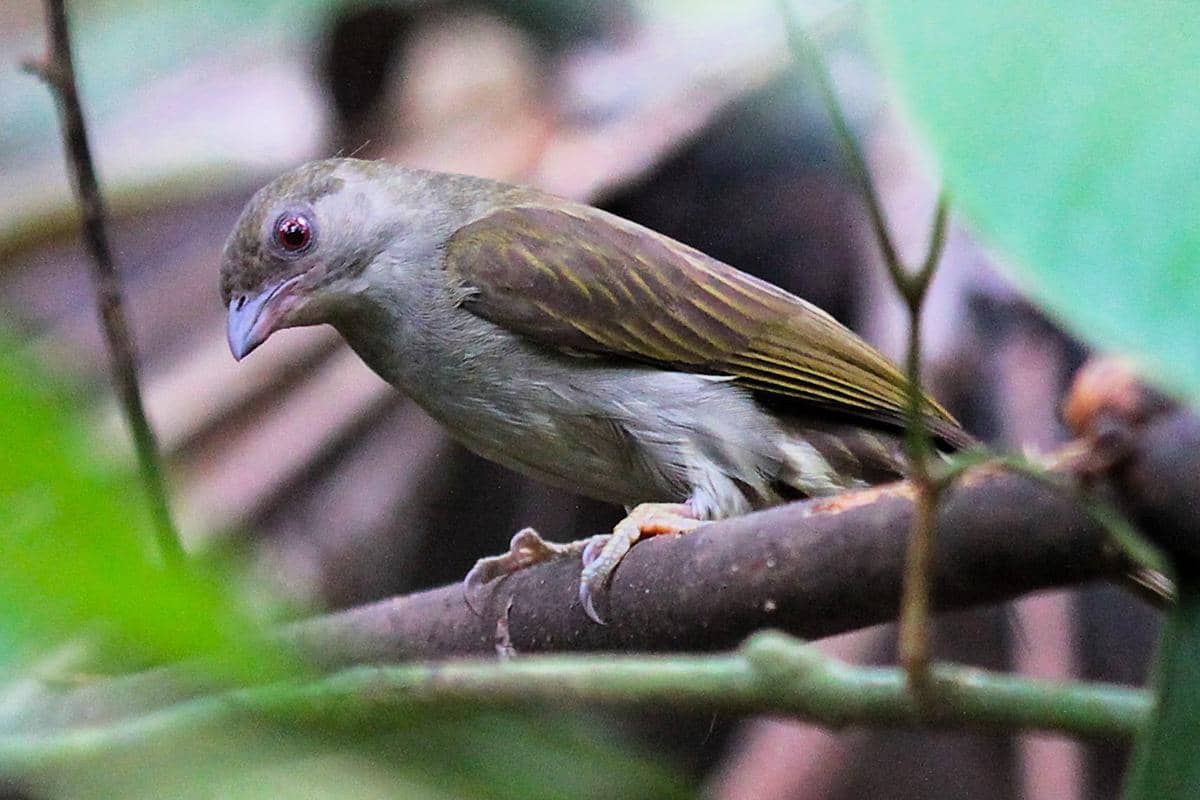 7 Fakta Burung Pemandu Lebah, Bimbing Manusia Menuju Sarang Lebah