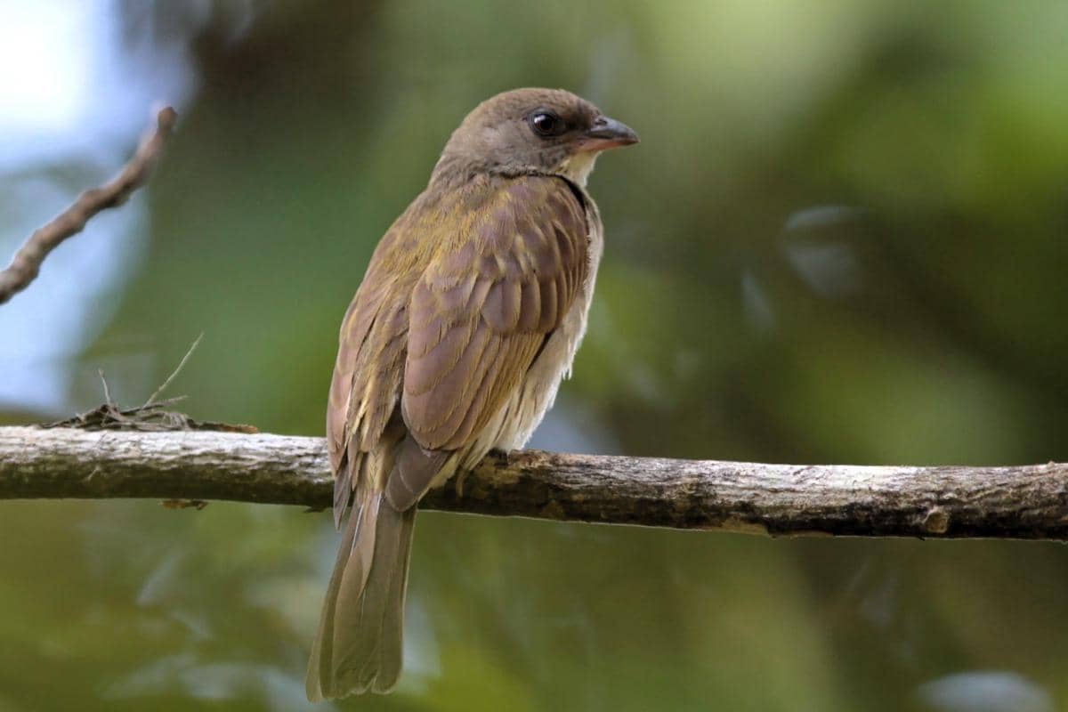 Burung pemandu lebah asia bertengger di pohon.