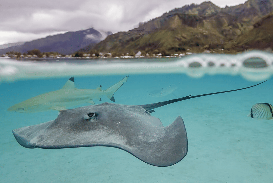 5 Fakta Menakjubkan Pink Whipray, Ikan Pari Favorit Para Turis