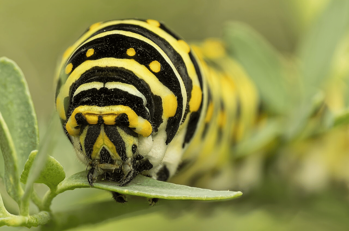 ulat swallowtail hitam