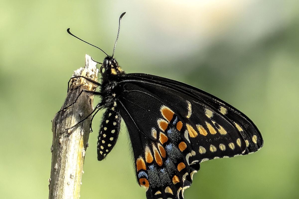 swallowtail hitam