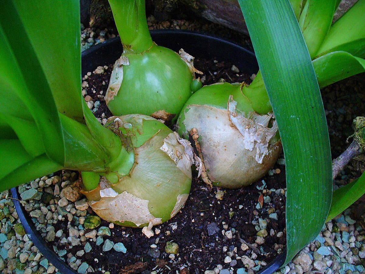 ilustrasi ornithogalum caudatum