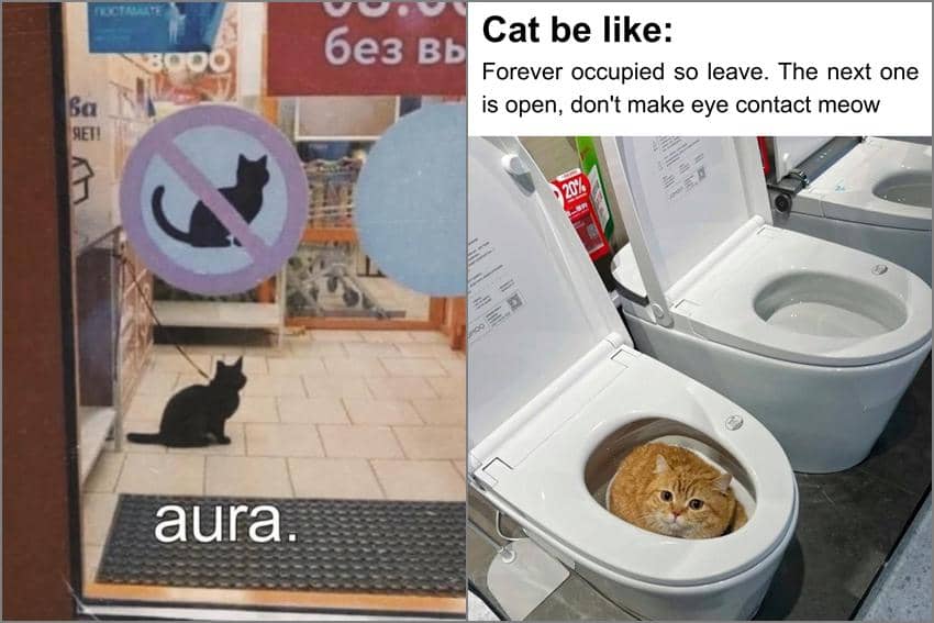 8 Meme Kucing tentang Toko, Malah Tiduran di Rak Belanja