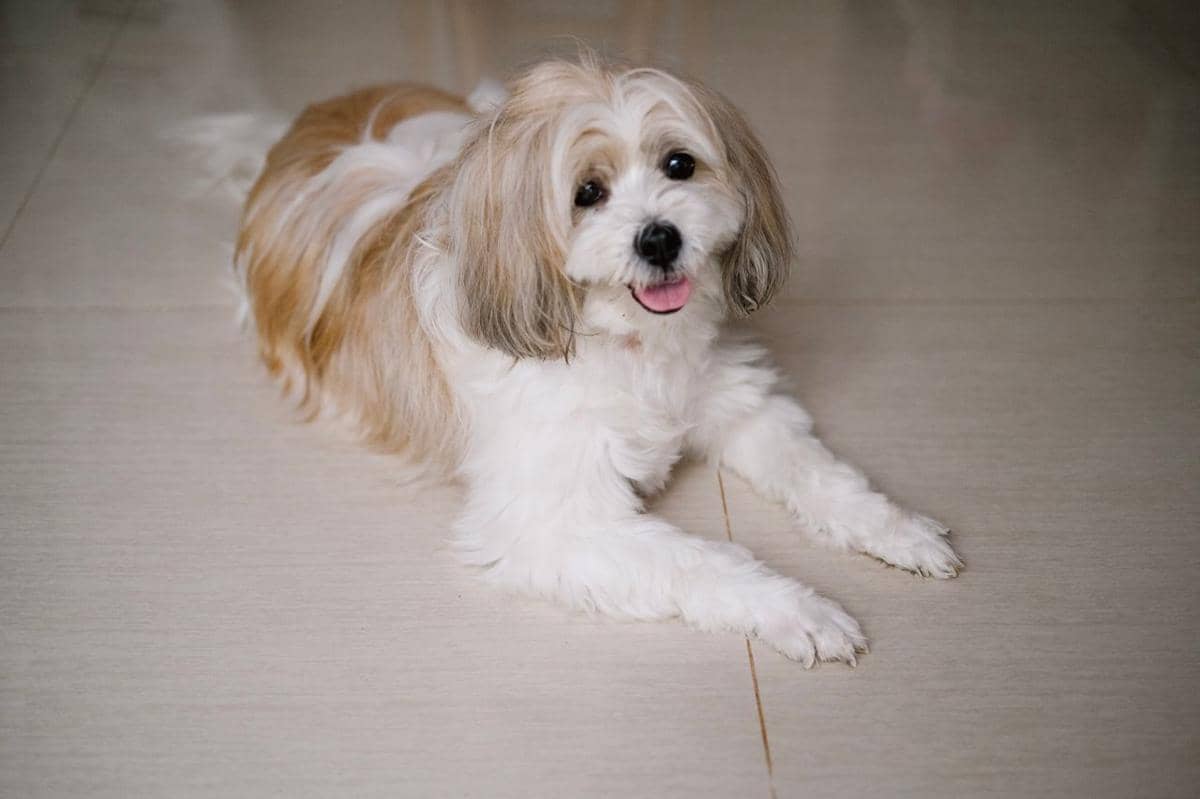 Potret anjing