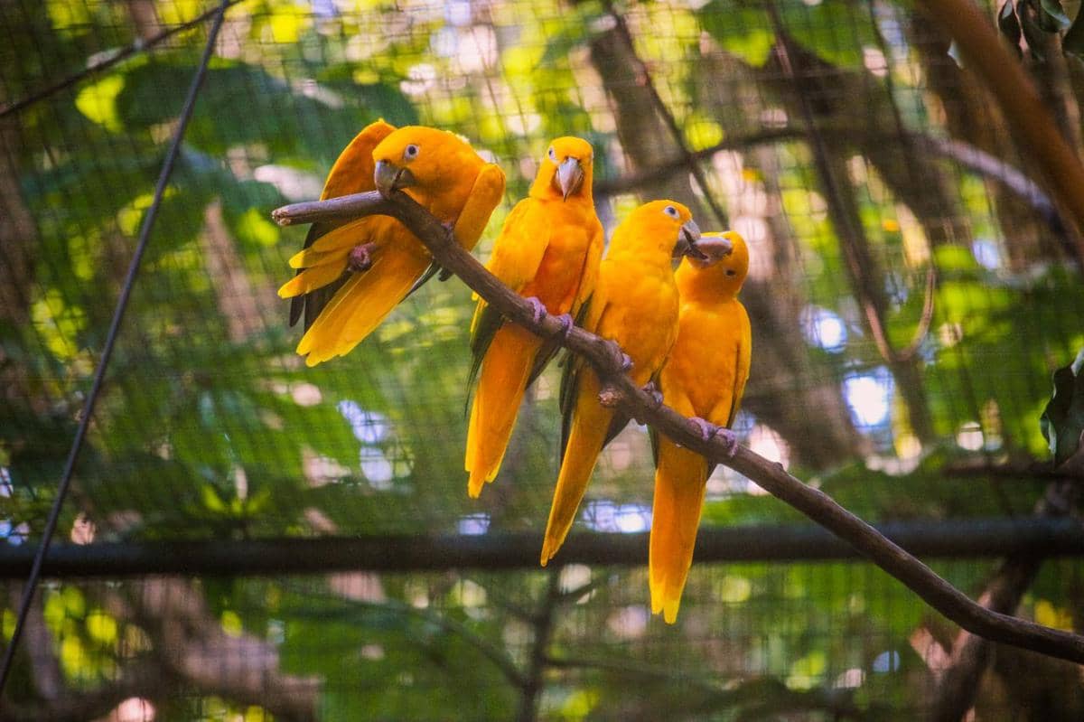Potret empat ekor burung