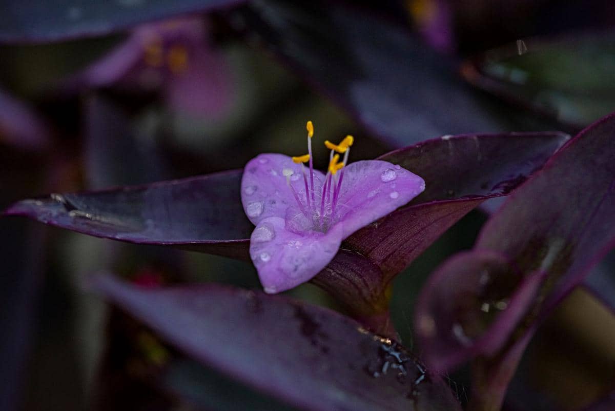ilustrasi tradescantia pallida