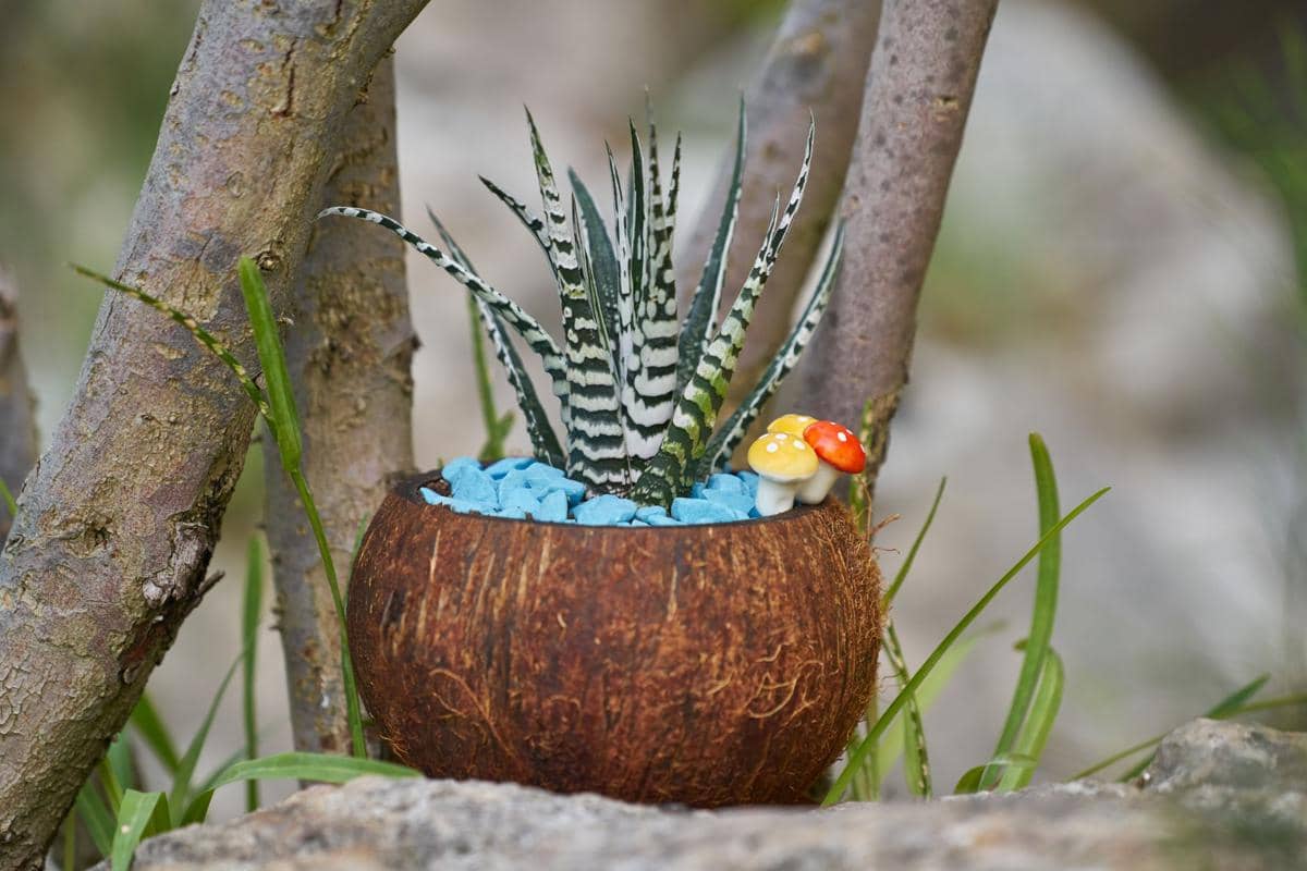 ilustrasi haworthia fasciata