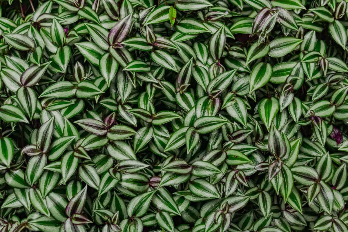 ilustrasi tradescantia zebrina