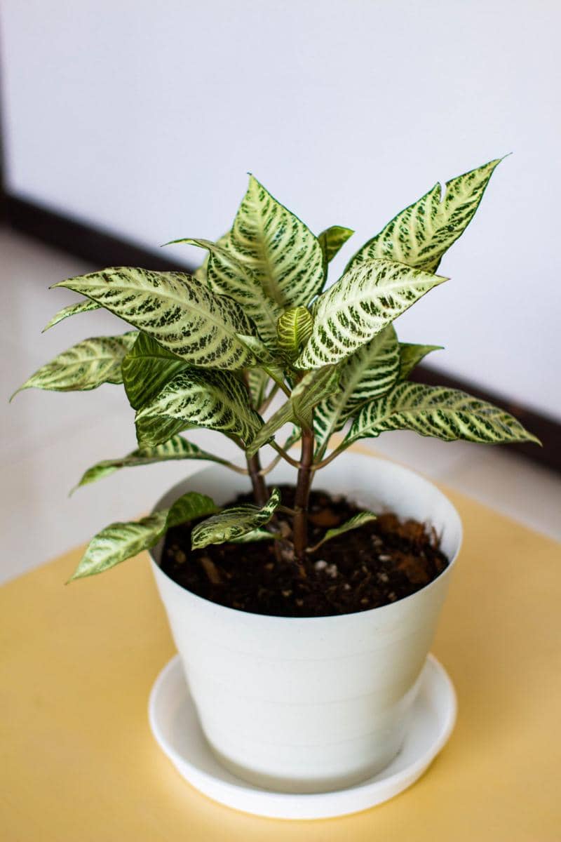 ilustrasi aphelandra squarrosa