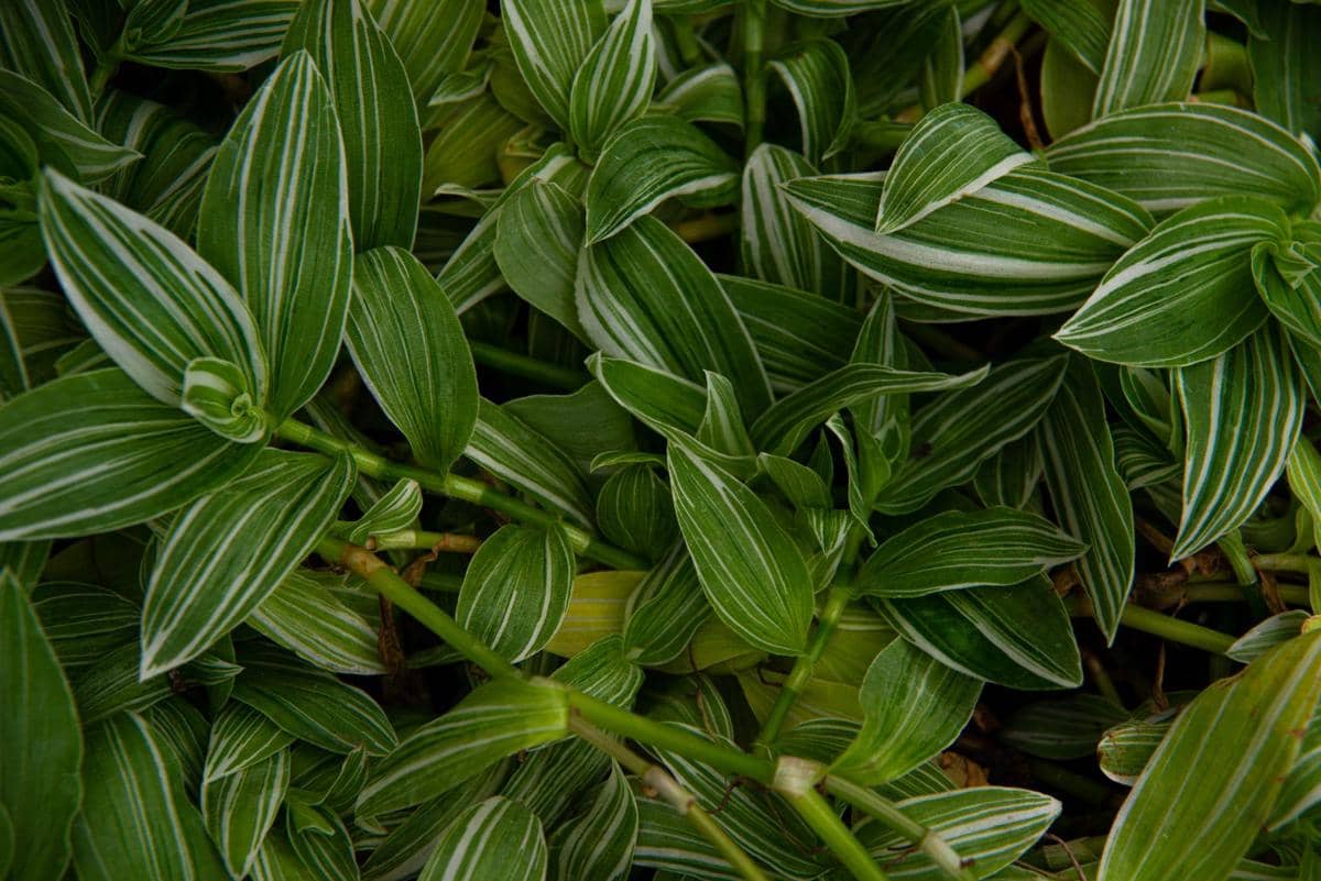 ilustrasi tradescantia fluminensis variegata